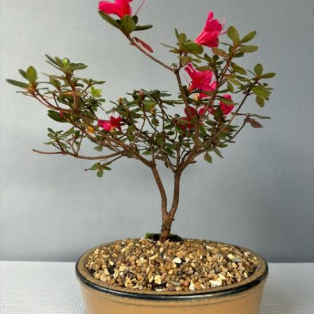 Kurume Azalea bonsai