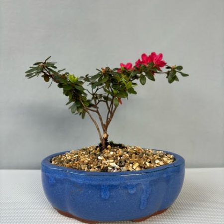 Kurume Azalea bonsai