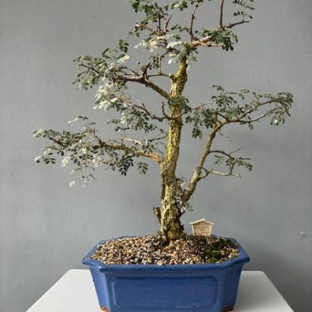 Acacia burkei bonsai