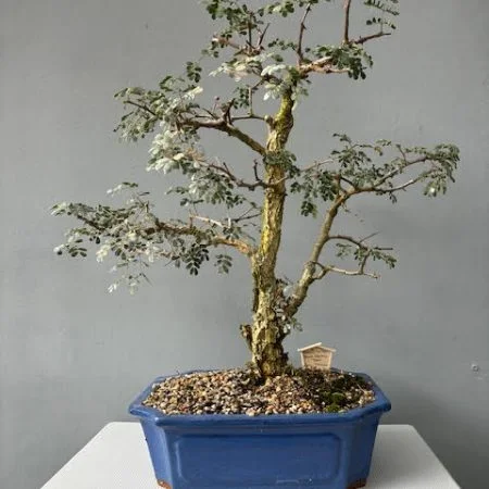 Acacia burkei bonsai