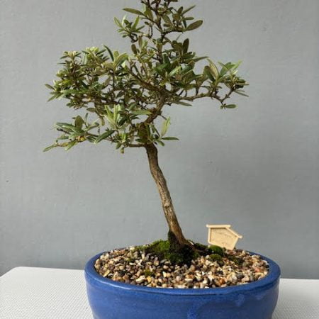 Buddleja bonsai