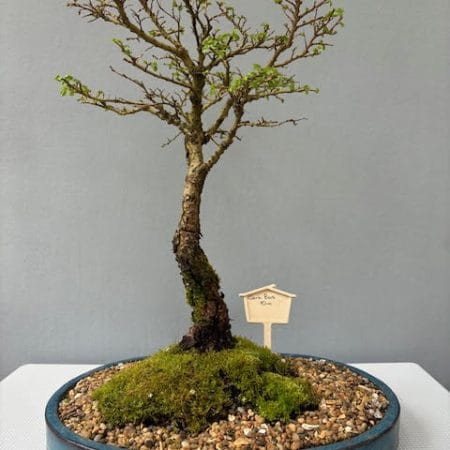 Cork Bark Elm bonsai