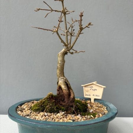 Chinese maple bonsai