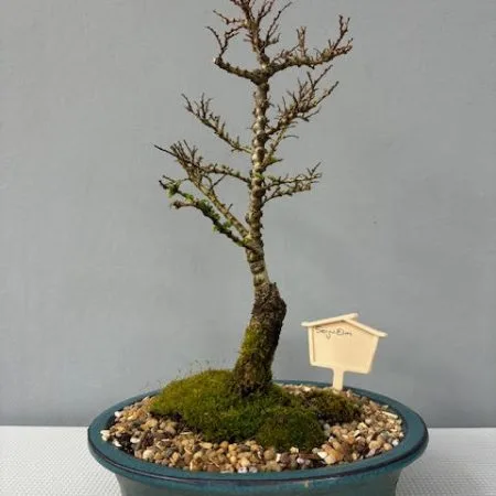 Seiju Elm bonsai