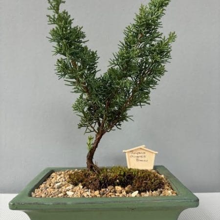 Juniper chinensis 'Blaauw' bonsai