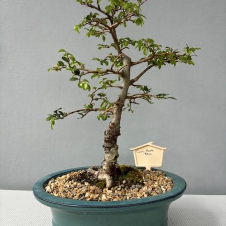 Cork Bark Elm bonsai