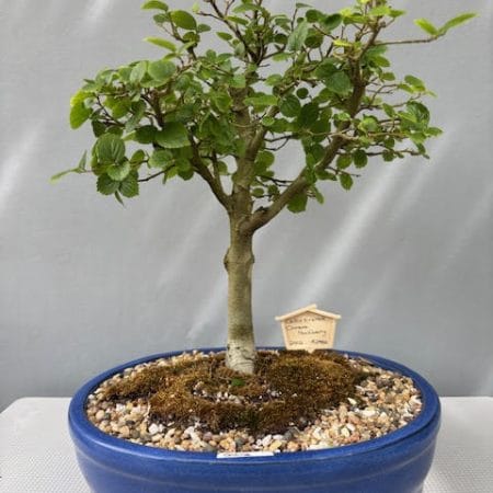 Celtis sinensis bonsai