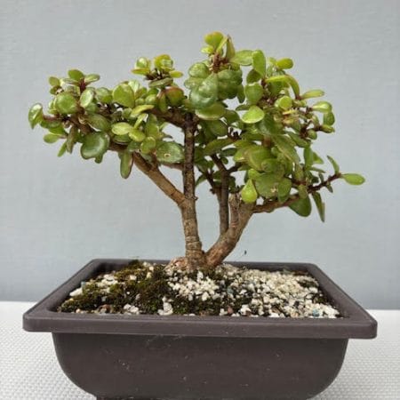 Spekboom Bonsai