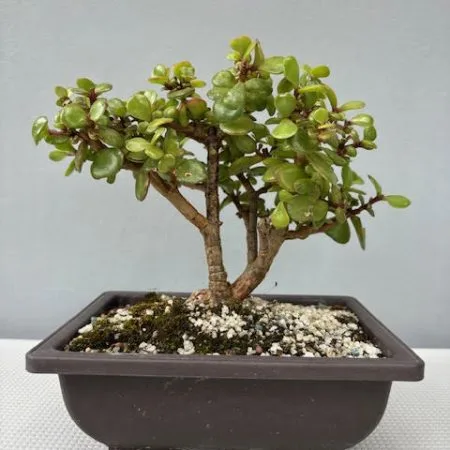 Spekboom Bonsai