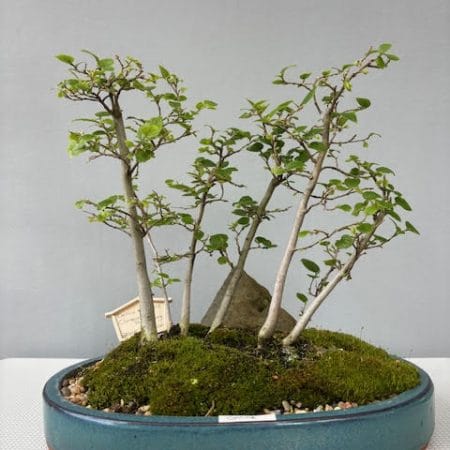 Celtis sinensis bonsai forest