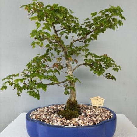 Chinese Maple bonsai