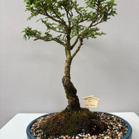 Cork Bark Elm Bonsai