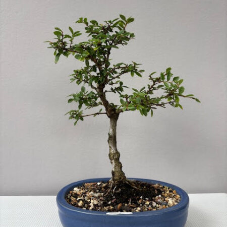 Cork Bark Elm Bonsai