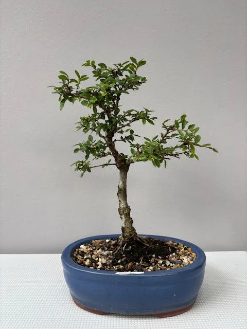 Cork Bark Elm Bonsai