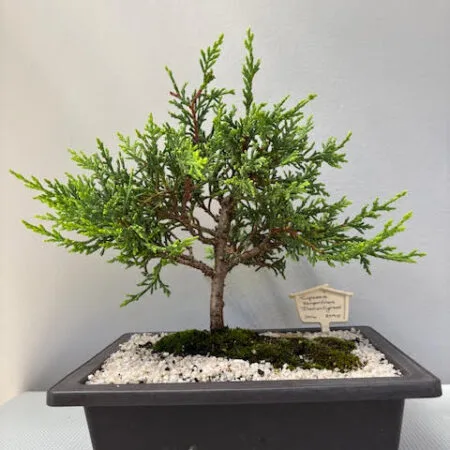 Cupressus sempervirens - Italian Cypress bonsai