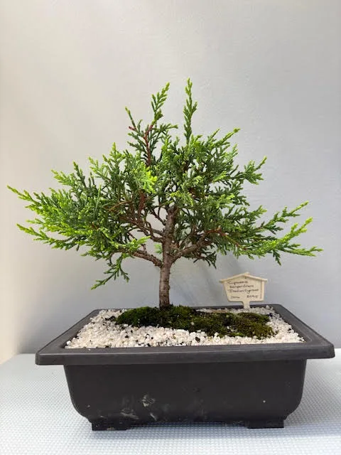 Cupressus sempervirens - Italian Cypress bonsai