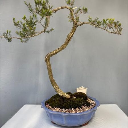 Melaleuca Bonsai