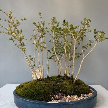 Serissa - Chinese Snow Rose forest bonsai