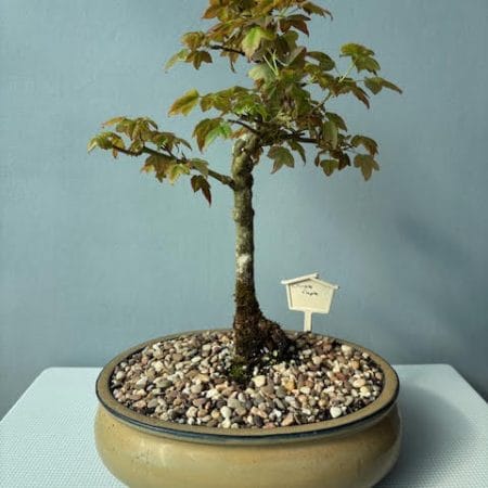 Chinese Maple Bonsai