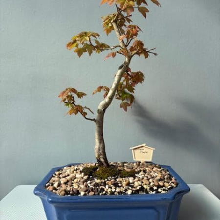 Chinese Maple Bonsai