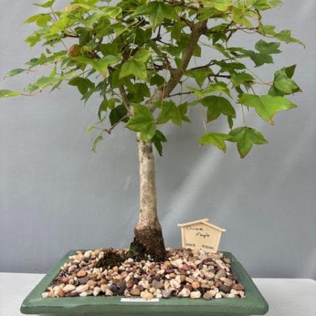 Chinese Maple Bonsai