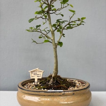 Celtis sinensis bonsai