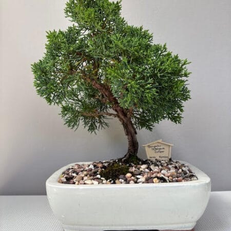 Itoigawa Shimpaku Juniper bonsai