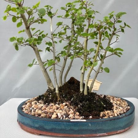 Celtis sinensis forest bonsai