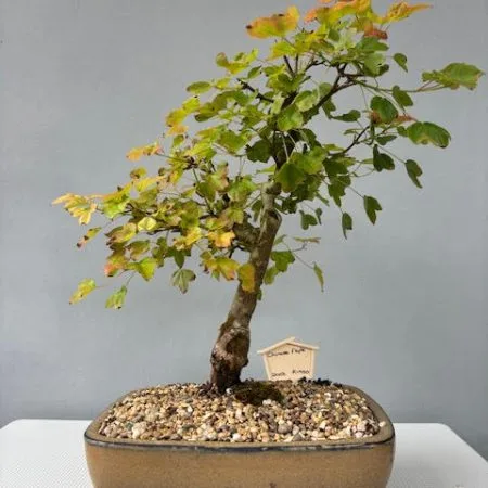 Chinese Maple bonsai