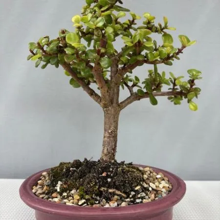 Spekboom Bonsai