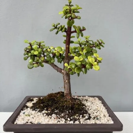 Spekboom Bonsai