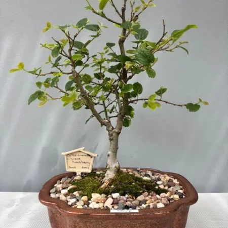 Celtis sinensis bonsai