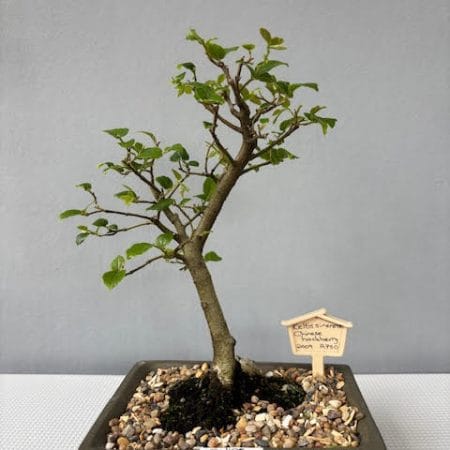 Celtis sinensis bonsai