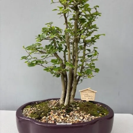 Celtis sinensis bonsai