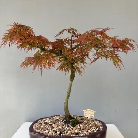 Acer palmatum red Laceleaf Japanese Maple Bonsai