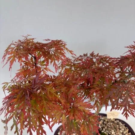 Acer palmatum red Laceleaf Japanese Maple Bonsai