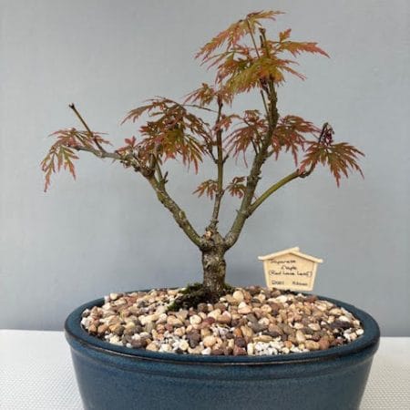 Acer palmatum red Laceleaf Japanese Maple Bonsai