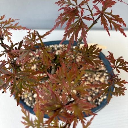 Acer palmatum red Laceleaf Japanese Maple Bonsai