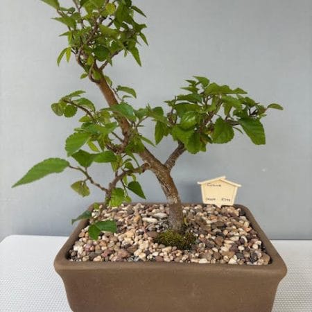 Grewia occidentalis Bonsai