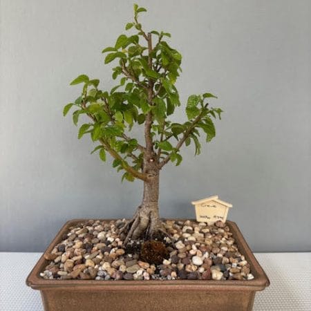 Grewia occidentalis Bonsai