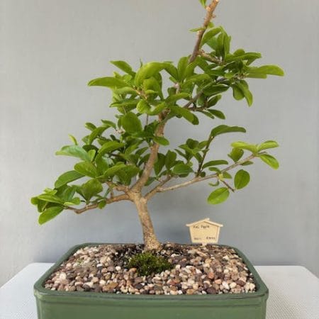 Kei Apple Bonsai