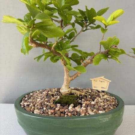 Kei Apple Bonsai