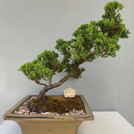 Juniper procumbens nana Bonsai