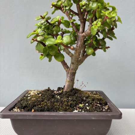 Spekboom bonsai