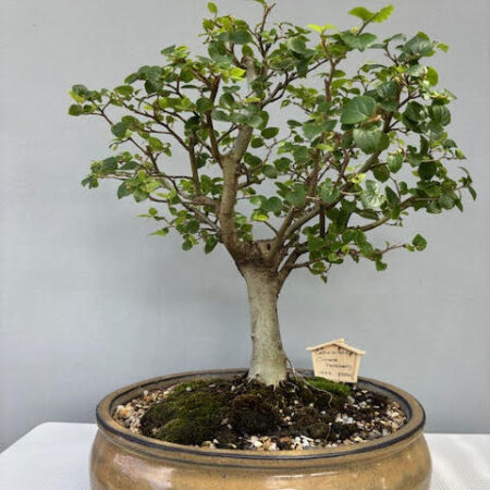 Celtis sinensis bonsai