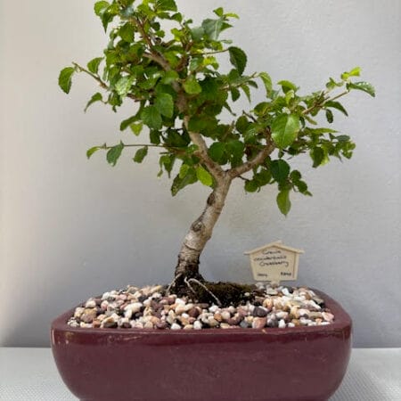 Grewia occidentalis Bonsai