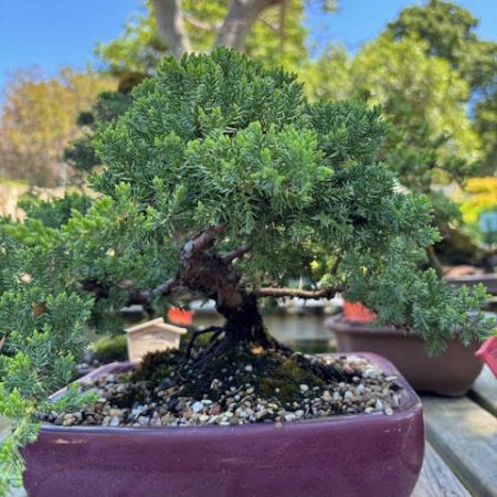 Juniper procumbens nana bonsai