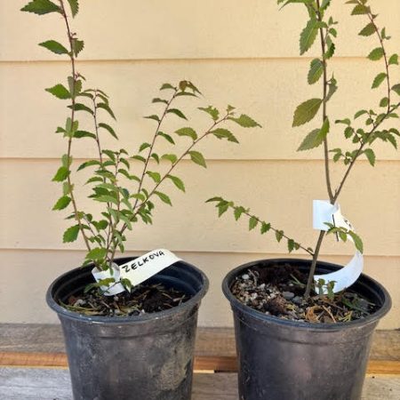 Zelkova serrata pre-bonsai