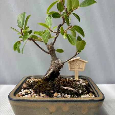 Ficus natalensis bonsai