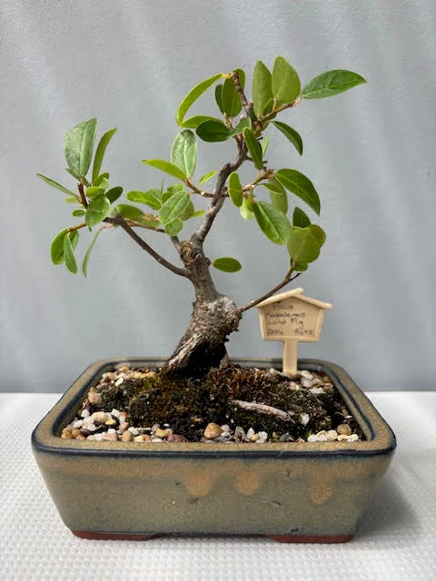 Ficus natalensis bonsai